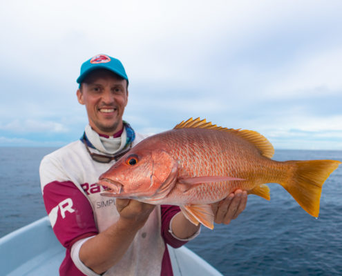 snapper panama