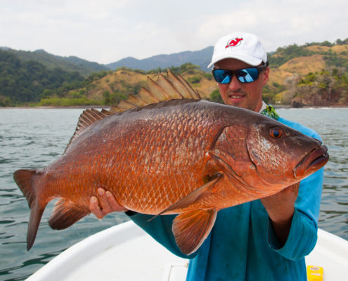 cubera snapper panama