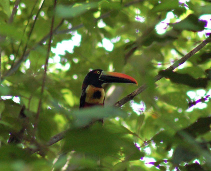 Manuel Antonio
