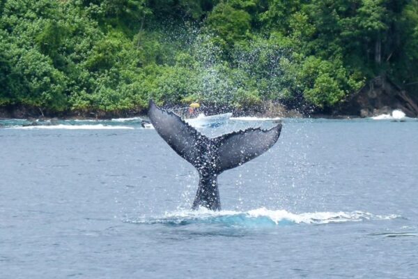 Walvis encounter (seizoensafhankelijk)