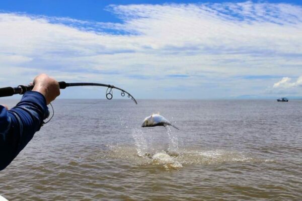 Tarponvisserij aan de Caribische kant